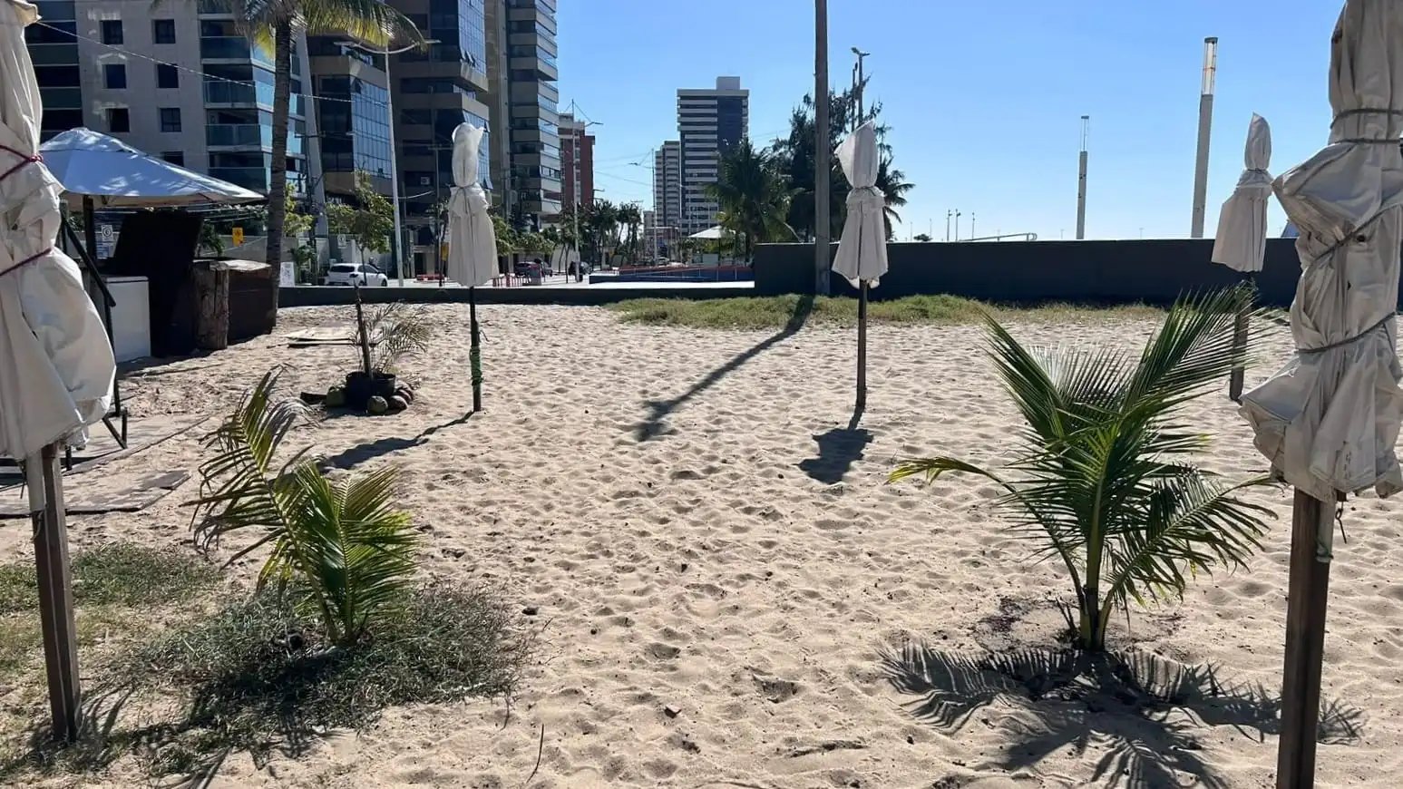 UrbFor transplanta mudas plantadas irregularmente na Beira-Mar para garantir desenvolvimento adequad